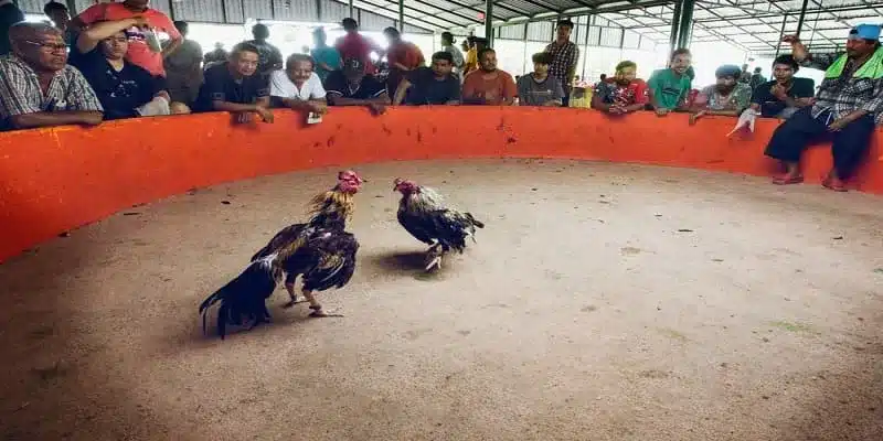 Đá gà online có an toàn và hợp pháp không